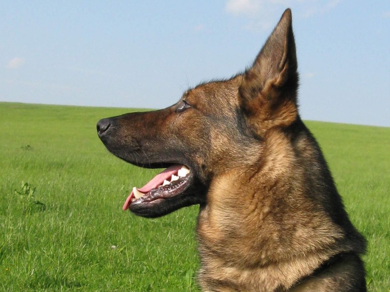 garda