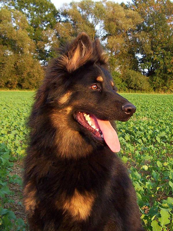 rexík
