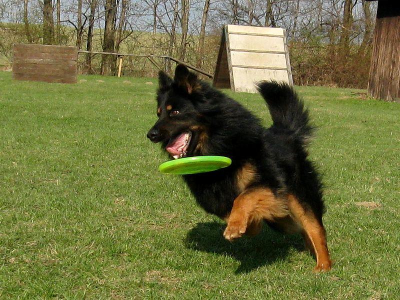 Rexík a disk